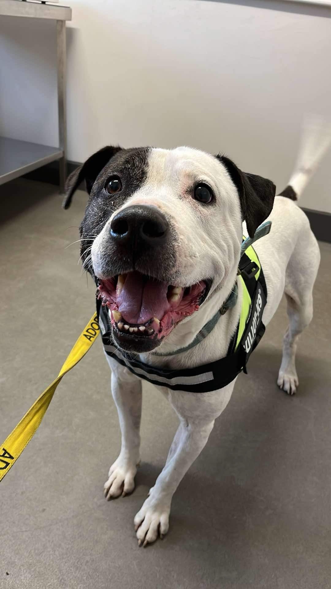 ROSSI- staff x – Wellingborough Dog Welfare (Wellidog)
