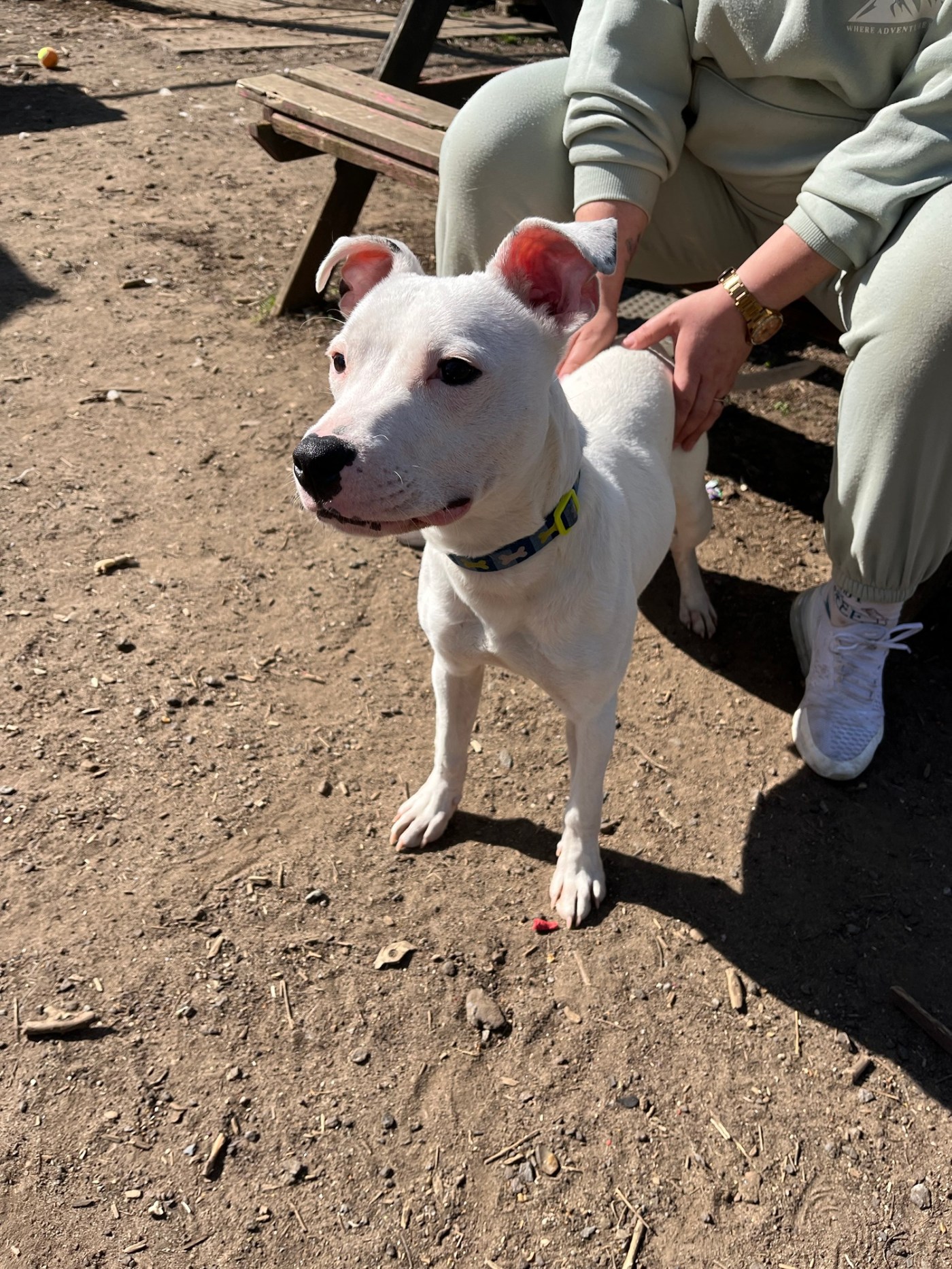 Dogs Needing Homes – Wellingborough Dog Welfare (Wellidog)
