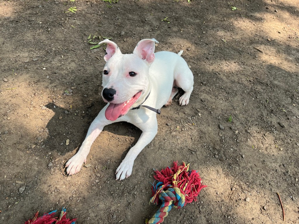 Dogs Needing Homes – Wellingborough Dog Welfare (Wellidog)
