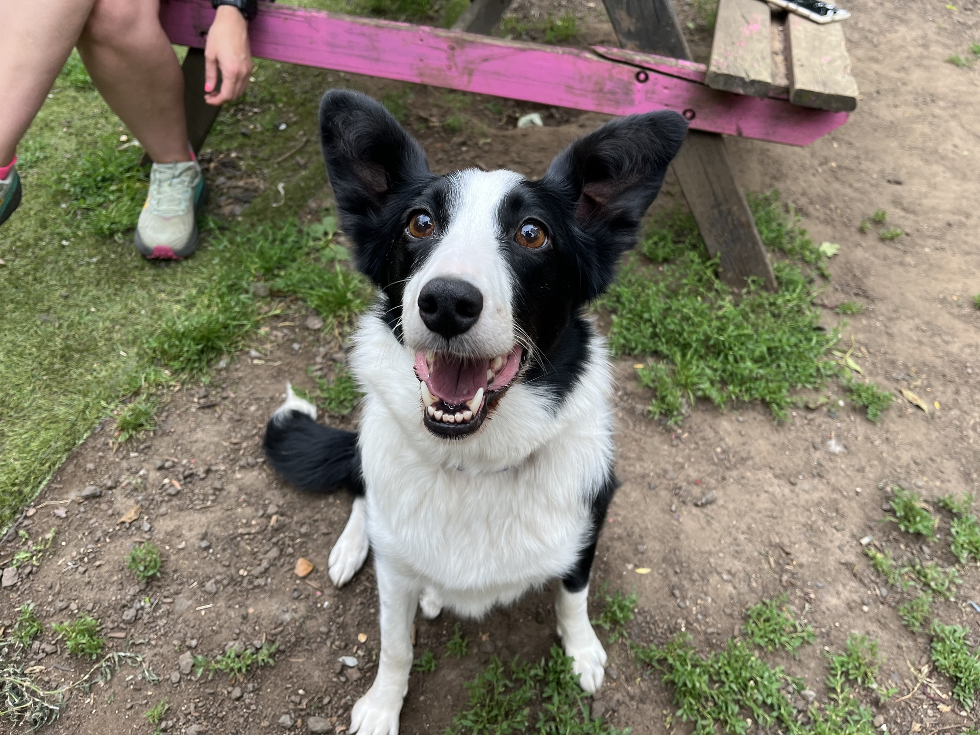RAINE – Wellingborough Dog Welfare (Wellidog)