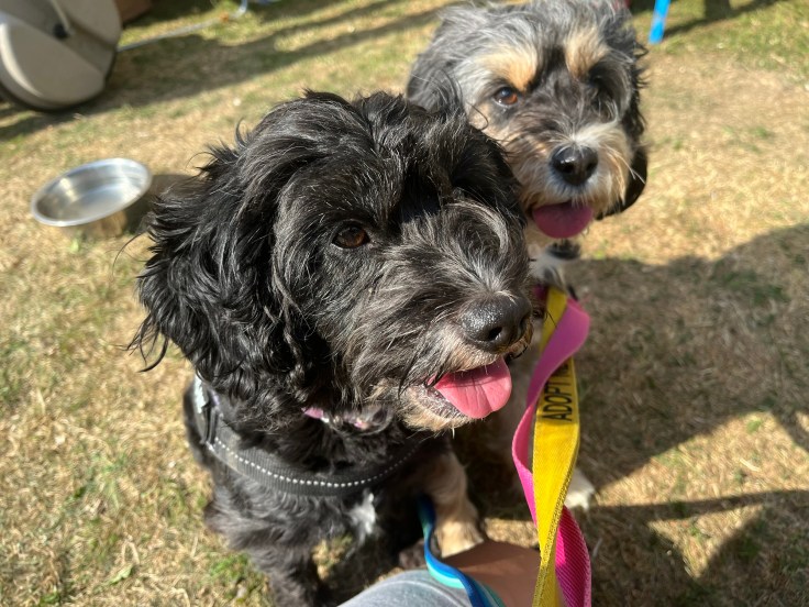 LULA AND POPPY – Wellingborough Dog Welfare (Wellidog)
