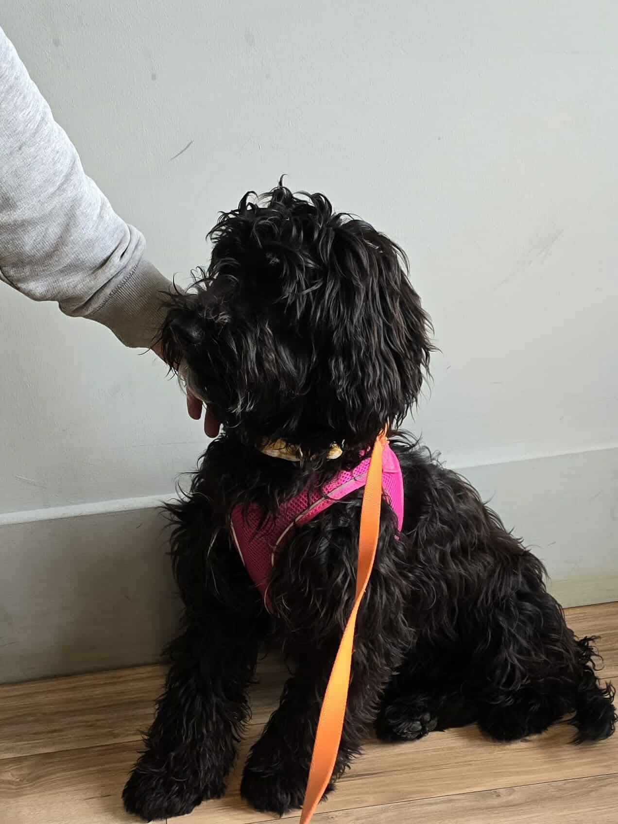 POLLY – Wellingborough Dog Welfare (Wellidog)
