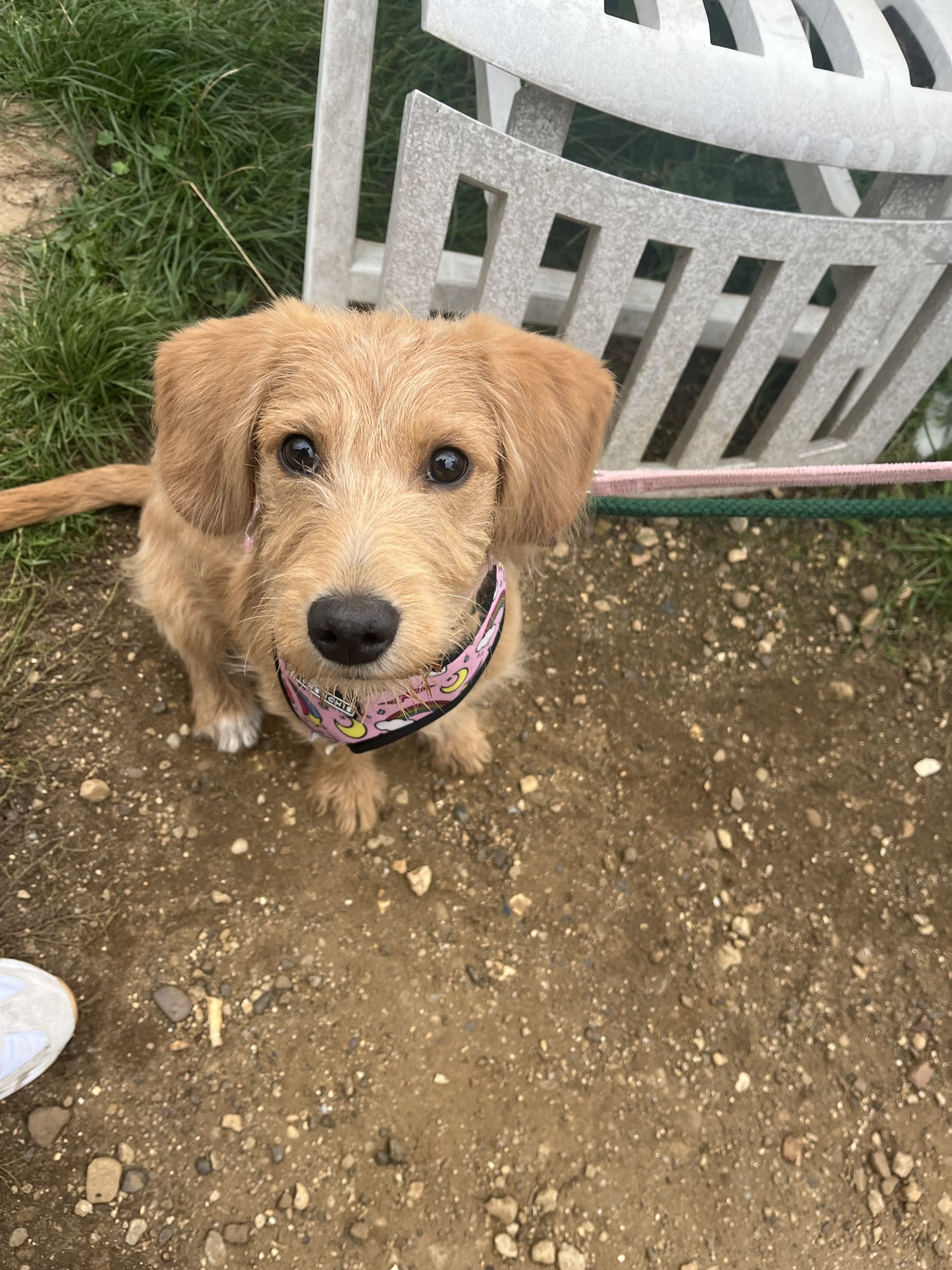 CHELSEA – Wellingborough Dog Welfare (Wellidog)