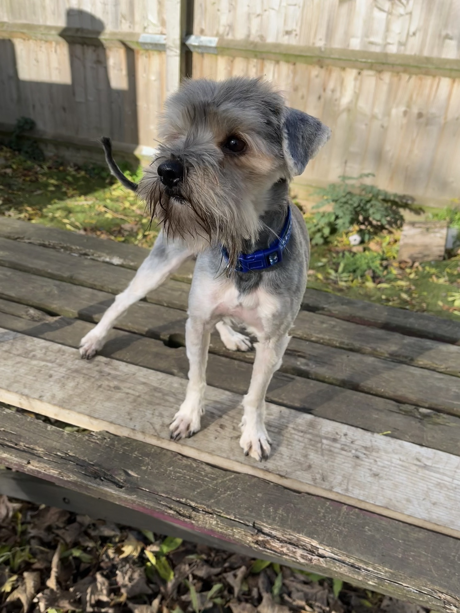 BOWIE – Wellingborough Dog Welfare (Wellidog)