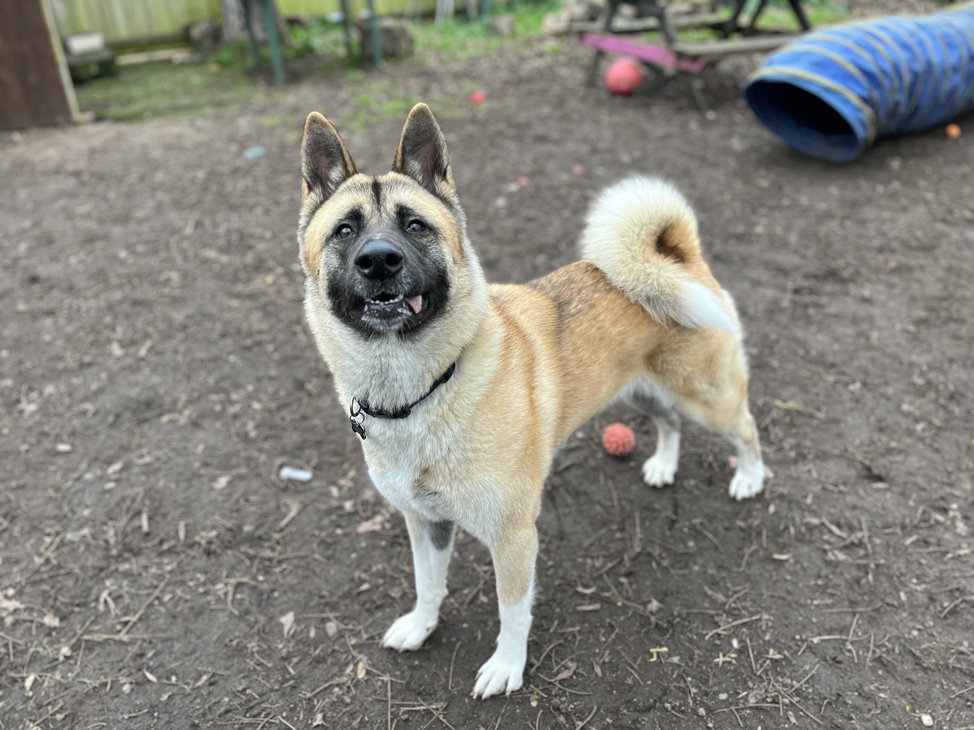 SASHA – Wellingborough Dog Welfare (Wellidog)