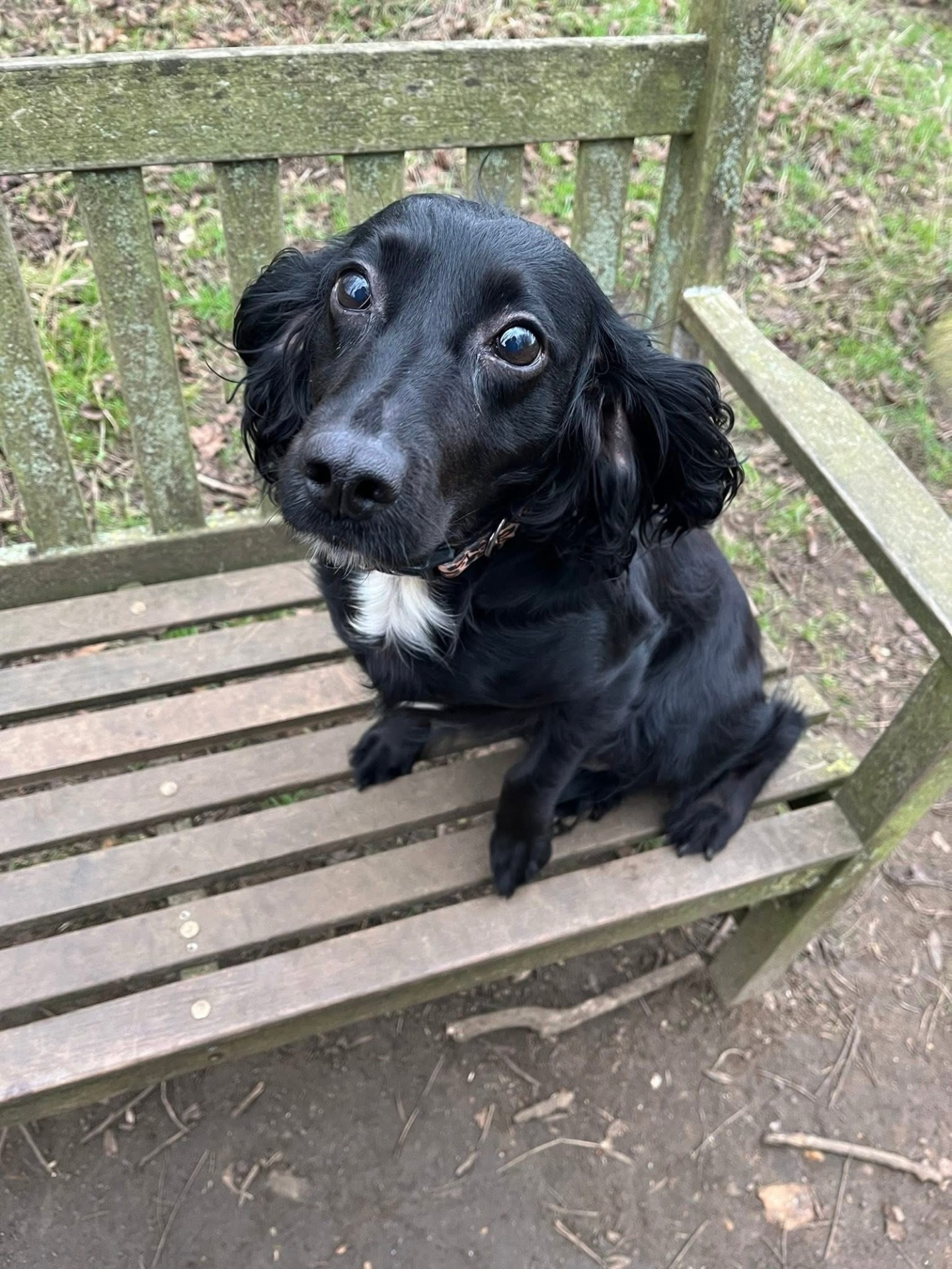 Dogs Needing Homes – Wellingborough Dog Welfare (Wellidog)