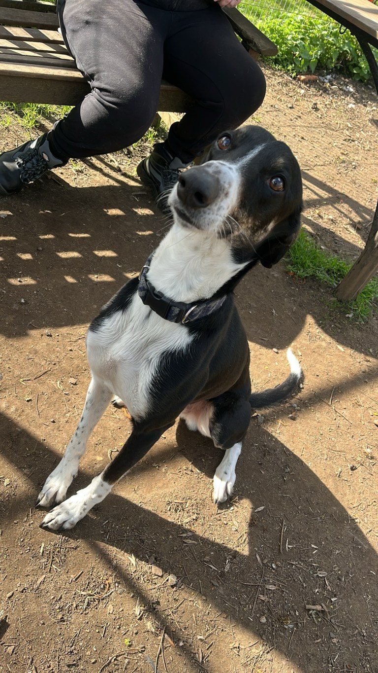 SPOT – Wellingborough Dog Welfare (Wellidog)