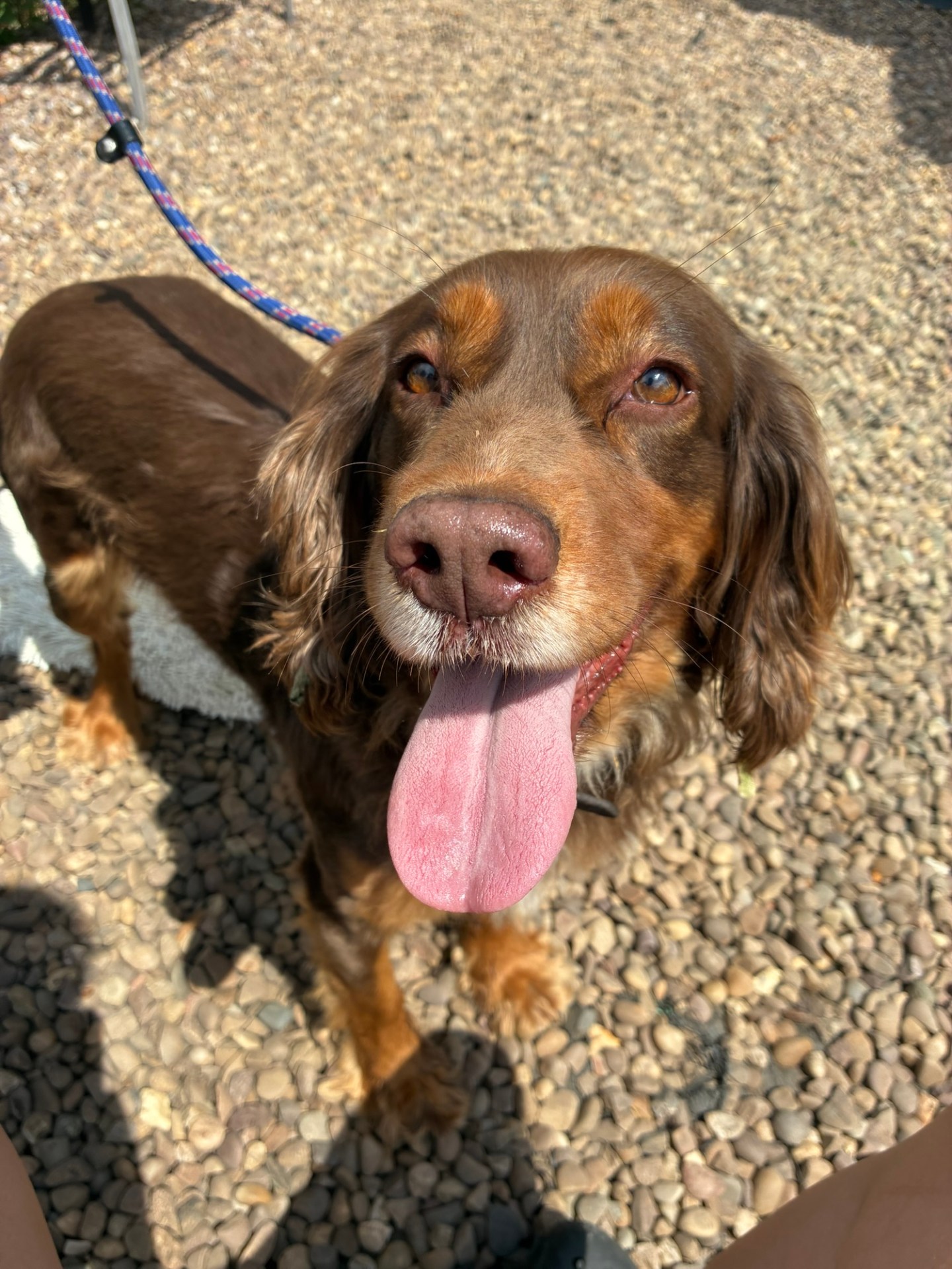 Dogs Needing Homes – Wellingborough Dog Welfare (Wellidog)